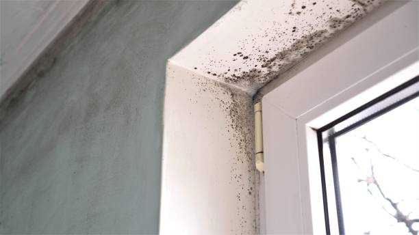 Best Health and Safety Mold Remediation in Wolf Creek, UT