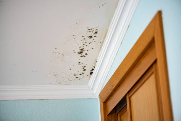 Best Residential Mold Remediation in Wolf Creek, UT