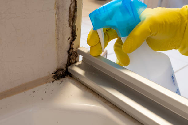 Best Localized Mold Remediation (e.g., coastal areas, humid climates) in Wolf Creek, UT