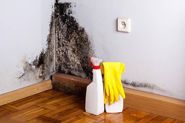 Best Industrial Mold Remediation in Wolf Creek, UT